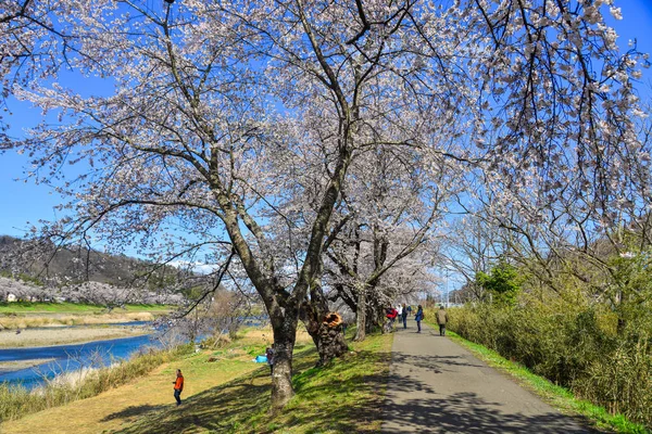 Körsbärsblomma (hanami) i Yoshino, Japan — Stockfoto