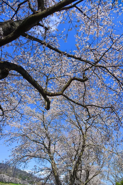 Japonya, Yoshino 'da kiraz çiçeği (hanami) — Stok fotoğraf