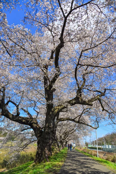 Ανθός κερασιάς (hanami) στο Yoshino της Ιαπωνίας — Φωτογραφία Αρχείου