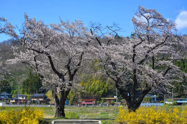 Cherry blossom (hanami) in Shiroishi, Japan — Stock Photo, Image