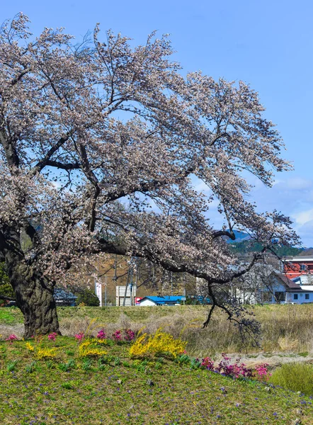 Cerejeira (hanami) em Shiroishi, Japão — Fotografia de Stock