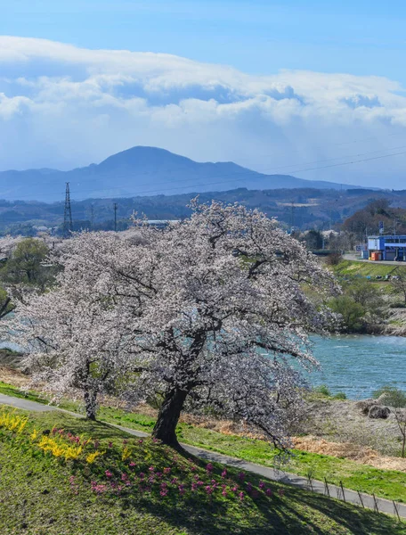 Cerejeira (hanami) em Shiroishi, Japão — Fotografia de Stock
