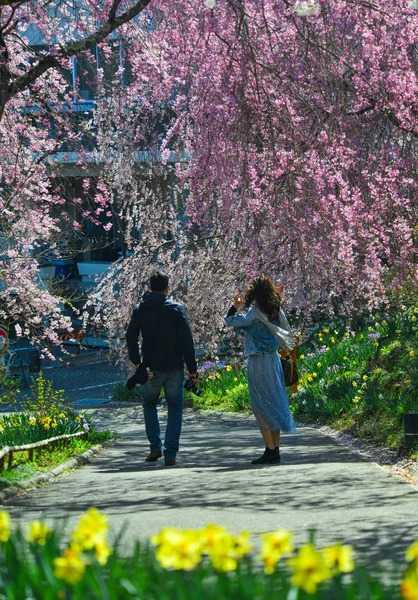 Cherry blossom (hanami) in Shiroishi, Japan — Stock Photo, Image