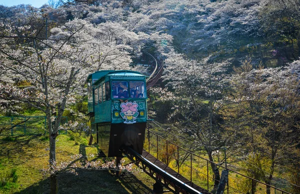 Fleur de cerisier avec piste de voiture en pente — Photo