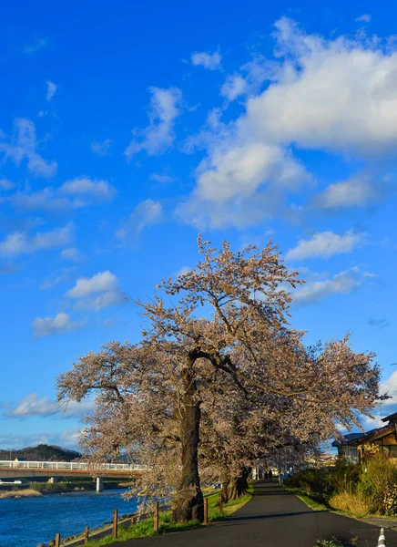 Třešňové květy (hanami) v Shiroishi, Japonsko — Stock fotografie