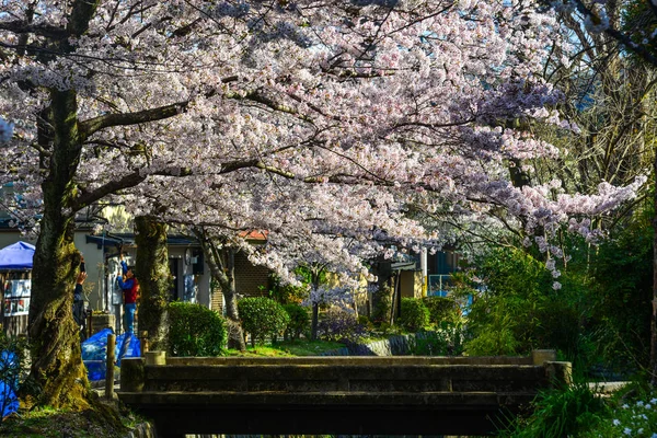 Цветение сакуры (ханами) в Киото, Япония — стоковое фото