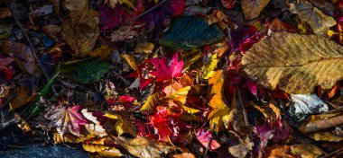 Oirase Vadisi, Japonya 'nın sonbahar manzarası 