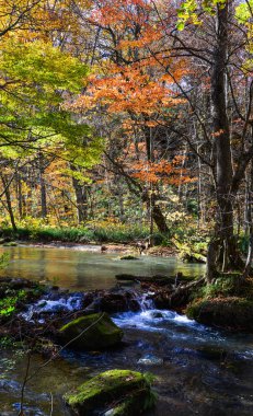 Güneşli bir günde yağ akıntısı, güzel bir sonbahar yeşilliği.