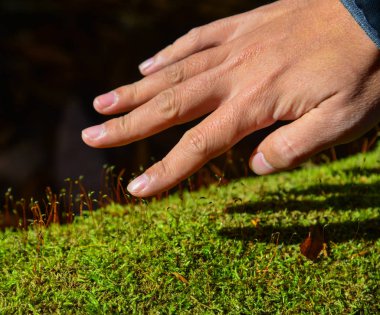 A man hand with green moss in forest  clipart