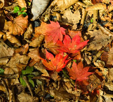 Oirase Vadisi, Japonya 'nın sonbahar manzarası 