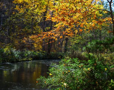 Güneşli bir günde yağ akıntısı, güzel bir sonbahar yeşilliği.