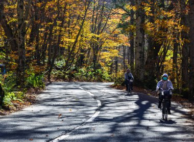 Oirase Vadisi, Japonya 'nın sonbahar manzarası 