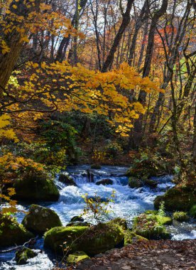 Güneşli bir günde yağ akıntısı, güzel bir sonbahar yeşilliği.