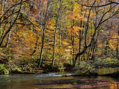 Oirase Vadisi, Japonya 'nın sonbahar manzarası 