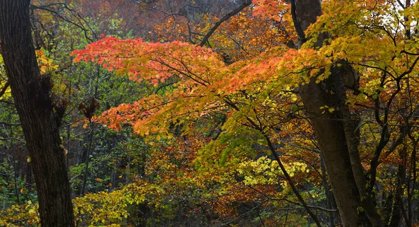 日本Oirase Gorge秋季风景 — 图库照片