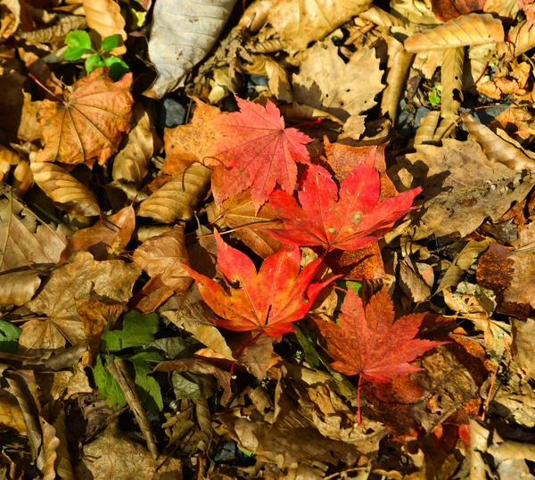 Autumn scenery of Oirase Gorge, Japan — Stock Photo, Image