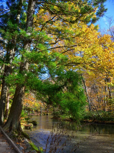 Oirase Stream nella giornata di sole, bel fogliame autunnale — Foto Stock