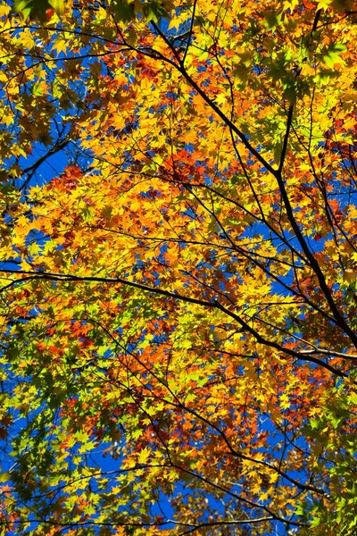 Paysage d'automne des gorges de l'Oirase, Japon — Photo