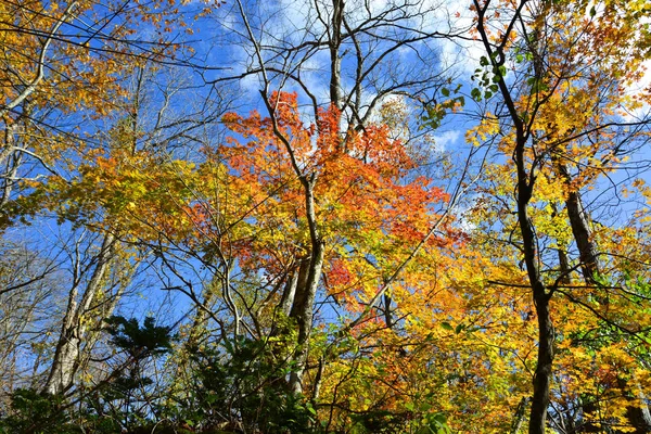 日本Oirase Gorge秋季风景 — 图库照片