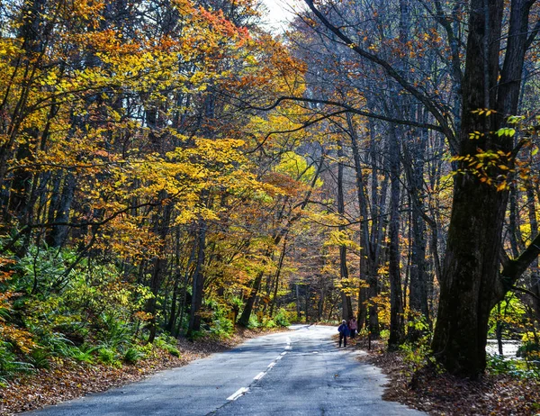 Paesaggio autunnale di Oirase Gorge, Giappone — Foto Stock