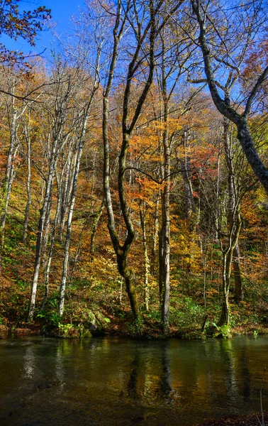 Jesienna sceneria Oirase Gorge, Japonia — Zdjęcie stockowe