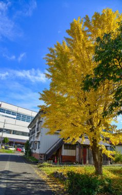 Sonbahar sahne Kyoto, Japonya 