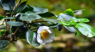 Beyaz kamelya çiçeği 