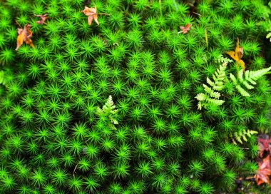 Yeşil yosun büyüdü, pürüzlü taşları örttü. 