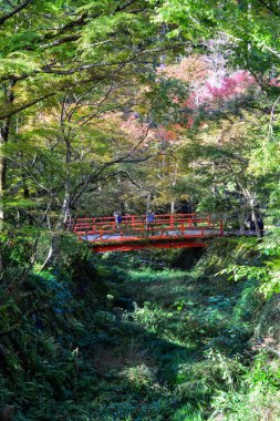 Sonbahar sahne Kyoto, Japonya 