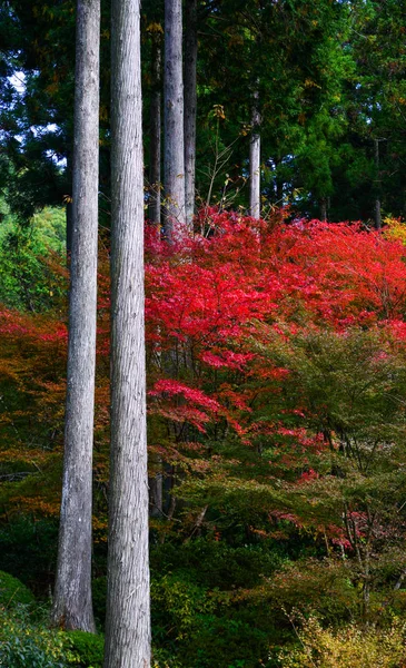 Cenário de outono em Kyoto, Japão — Fotografia de Stock