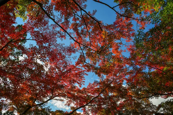 Herbstliche landschaft in kyoto, japan — Stockfoto