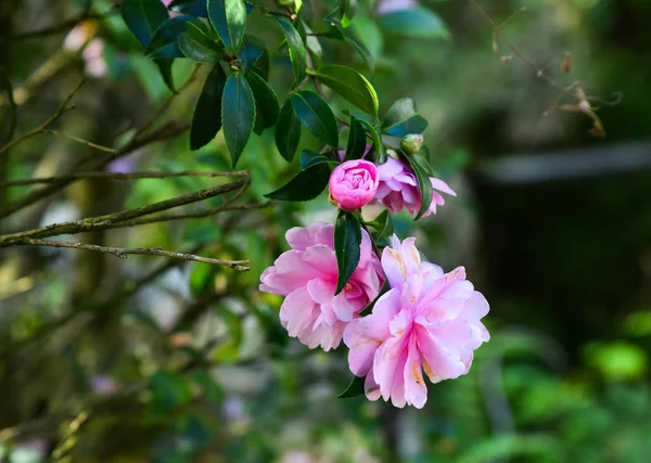 Pink camellia flowers in spring time — Stock Photo, Image