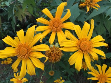 Meksika 'da sonbaharda açan ayçiçeği 