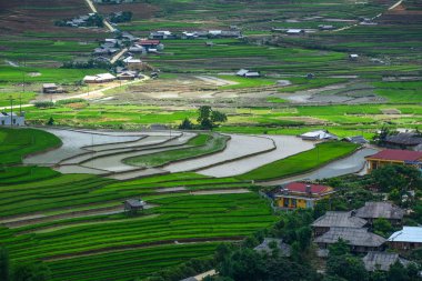 Kuzeybatı Vietnam 'da teraslı pirinç tarlası 