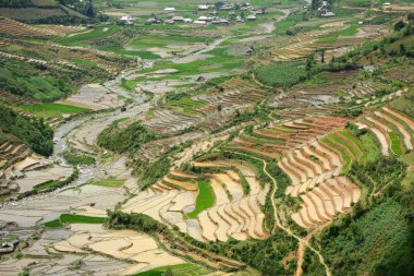 Kuzeybatı Vietnam 'da teraslı pirinç tarlası 