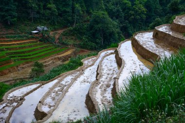 Kuzeybatı Vietnam 'da teraslı pirinç tarlası 
