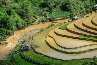Kuzeybatı Vietnam 'da teraslı pirinç tarlası 