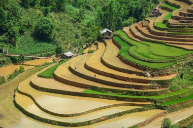 Kuzeybatı Vietnam 'da teraslı pirinç tarlası 