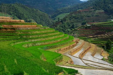 Kuzeybatı Vietnam 'da teraslı pirinç tarlası 