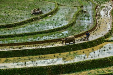 Kuzeybatı Vietnam 'da teraslı pirinç tarlası 