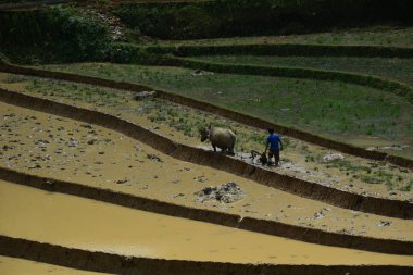 Kuzeybatı Vietnam 'da teraslı pirinç tarlası 