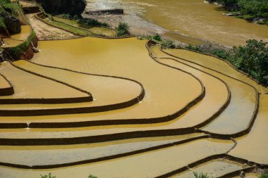 Kuzeybatı Vietnam 'da teraslı pirinç tarlası 