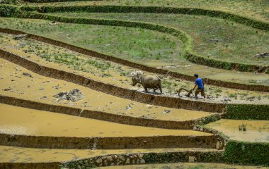 Kuzeybatı Vietnam 'da teraslı pirinç tarlası 
