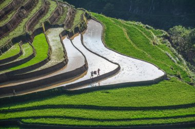 Kuzeybatı Vietnam 'da teraslı pirinç tarlası 