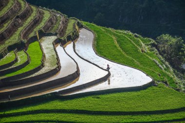 Kuzeybatı Vietnam 'da teraslı pirinç tarlası 
