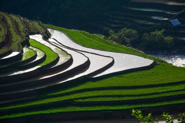 Kuzeybatı Vietnam 'da teraslı pirinç tarlası 