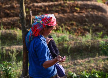 Pirinç tarlasında çalışan hmong kadın