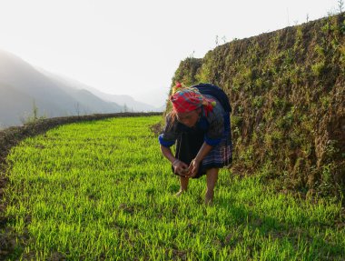 Pirinç tarlasında çalışan hmong kadın