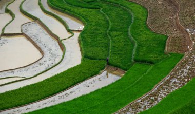 Kuzeybatı Vietnam 'da teraslı pirinç tarlası 