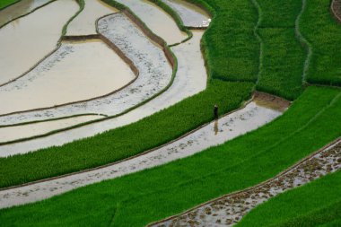 Kuzeybatı Vietnam 'da teraslı pirinç tarlası 